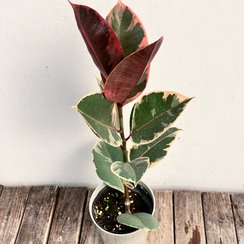 ［現品］97番　フィカスルビー　曲がり　8号　観葉植物　室内　ゴムの木 可愛い 38882ef35f5d9238ba48b3c60beb2d