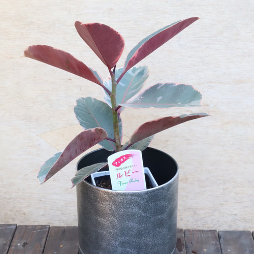 フィカス ルビー♪ゴムの木♪ピンクの葉が可愛い♪観葉植物♪ アート