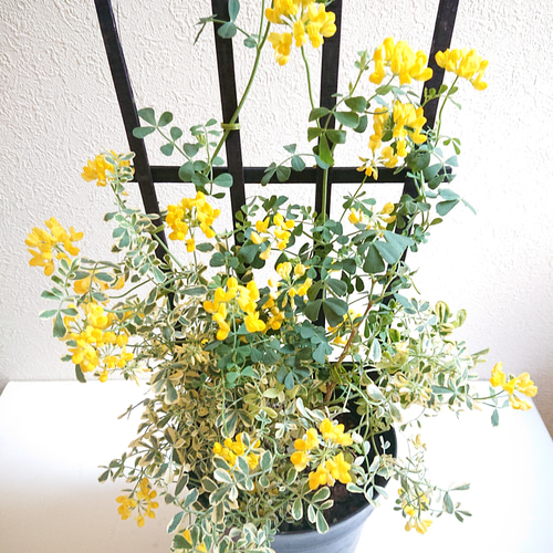 ○数量限定○新作○ ”コロニラ バレンティナ バリエガータ 斑入り