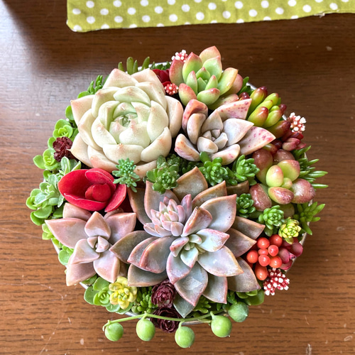 sold 多肉植物寄せ植え ボウル おうちプレゼント 韓国苗と普及種