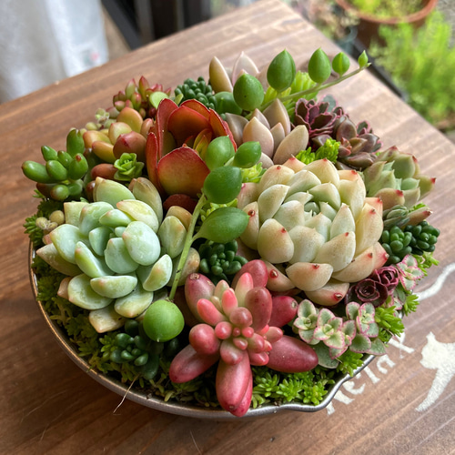 sold 多肉植物寄せ植え ボウル おうちプレゼント 韓国苗と普及種 多肉