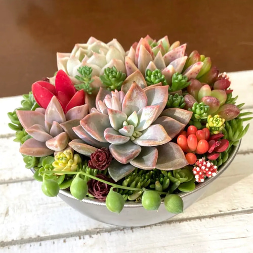 sold 多肉植物寄せ植え ボウル おうちプレゼント 韓国苗と普及種 多肉