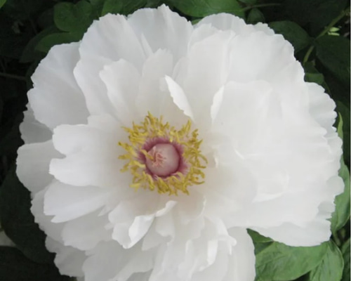 9b2858080be3b1f7bf525762be2a1d