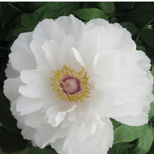 百花の王 牡丹【連鶴】半抱え八重咲きの真っ白な牡丹 最も好まれる白