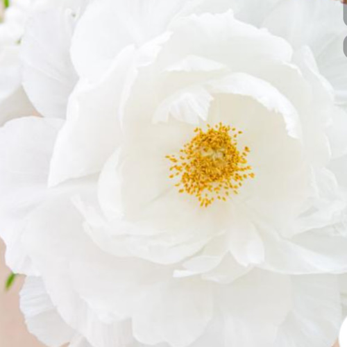 百花の王 牡丹【連鶴】半抱え八重咲きの真っ白な牡丹 最も好ま
