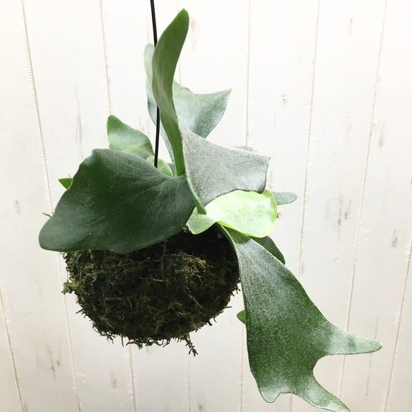 コウモリラン ビカクシダネザーランド  苔玉 ハンギング 3枚目の画像