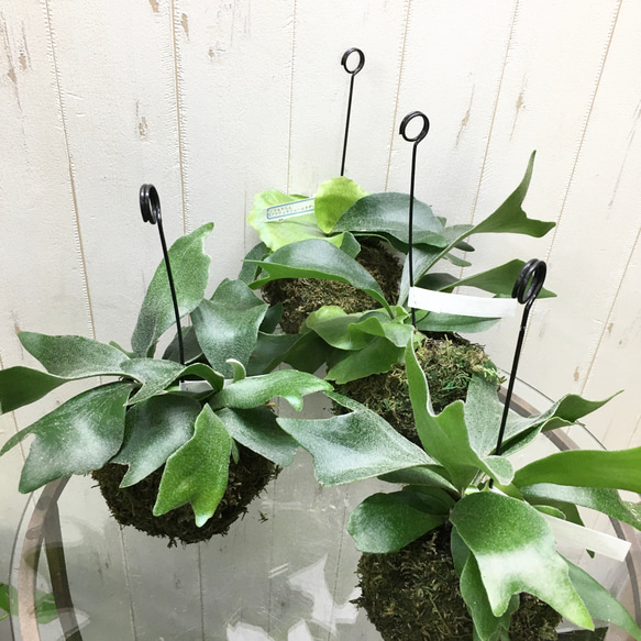 コウモリラン ビカクシダネザーランド  苔玉 ハンギング 4枚目の画像