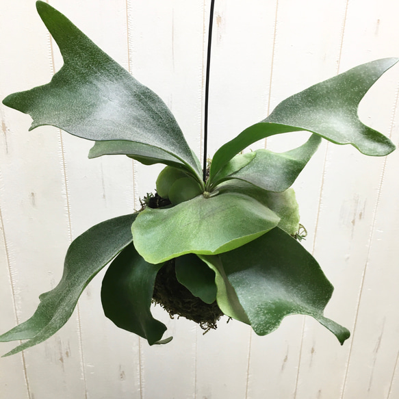 コウモリラン ビカクシダネザーランド  苔玉 ハンギング 1枚目の画像