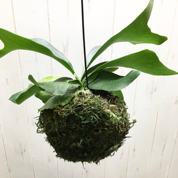 コウモリラン ビカクシダネザーランド  苔玉 ハンギング 2枚目の画像