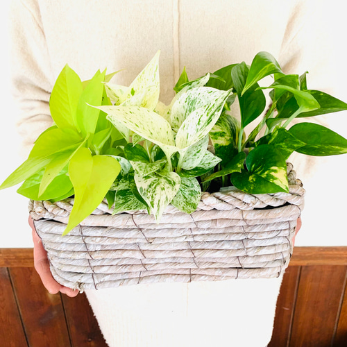 季節の花寄せ植え ビオラ&イングリッシュデージー&シクラメン 季節の花寄せ植え ビオラ&イングリッシュデージー&シクラメン