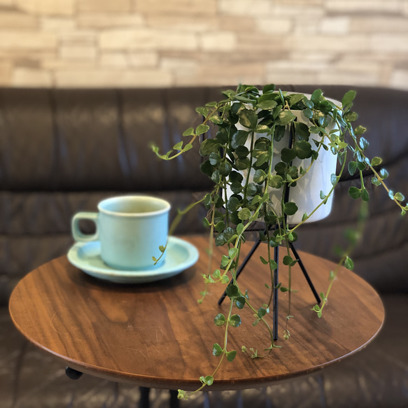 カランコエ  フィフィ　多肉植物　オシャレなスタンド鉢 6枚目の画像