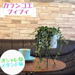 カランコエ  フィフィ　多肉植物　オシャレなスタンド鉢 1枚目の画像