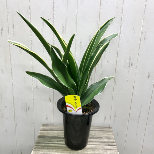 万年青　斑入り 苗/種など 株 斑が美しい 楽天市場】斑入り 万年青の通販