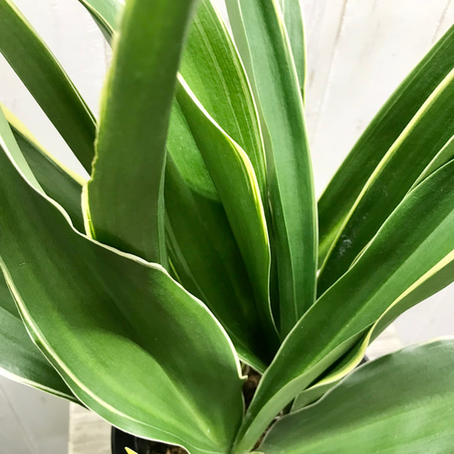 万年青　斑入り 苗/種など 株 斑が美しい 万年青（オモト） 苗 通販 苗木部 By 花ひろばオンライン