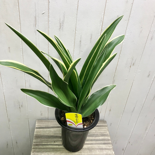 斑入り 株立ち！万年青 オモト 有田のおもと その他インテリア雑貨