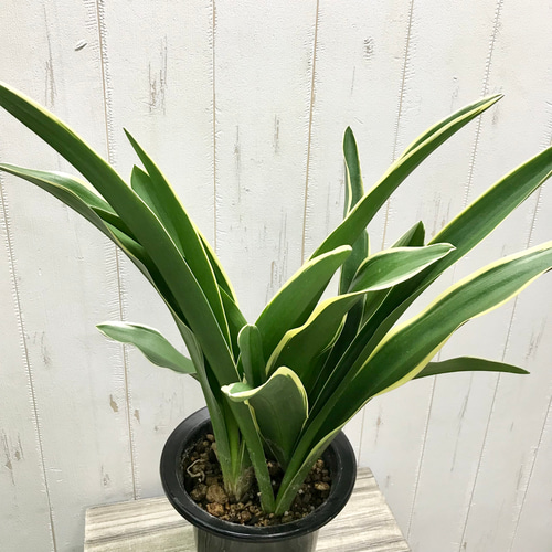 斑入り 株立ち！万年青 オモト 有田のおもと その他インテリア雑貨