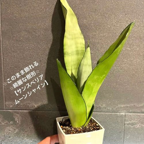 蓮*子様 サンスベリア　ビューティークイーン 蓮*子様 サンスベリア ビューティークイーン