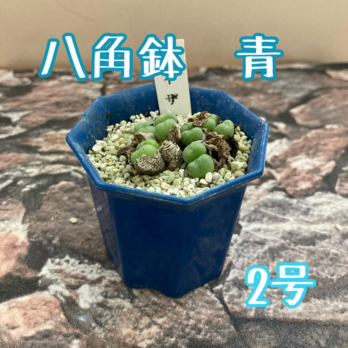 多肉植物 大きめ 緑と青の鉢*2 楽天市場】多肉植物 2号の通販