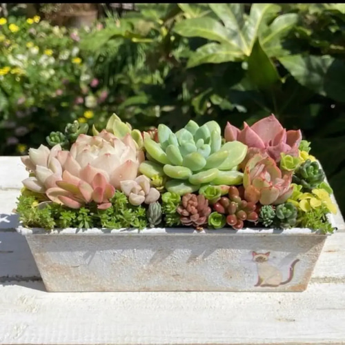 多肉植物寄せ植え 韓国苗と普及種 多肉植物 galleryk's GONZU