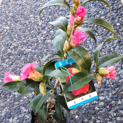 椿【紅侘助】淡いピンクが美しい小輪 猪口咲き 茶花 2/13現在蕾