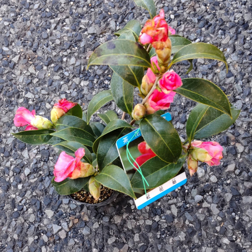 椿【紅侘助】淡いピンクが美しい小輪 猪口咲き 茶花 2/13現在蕾