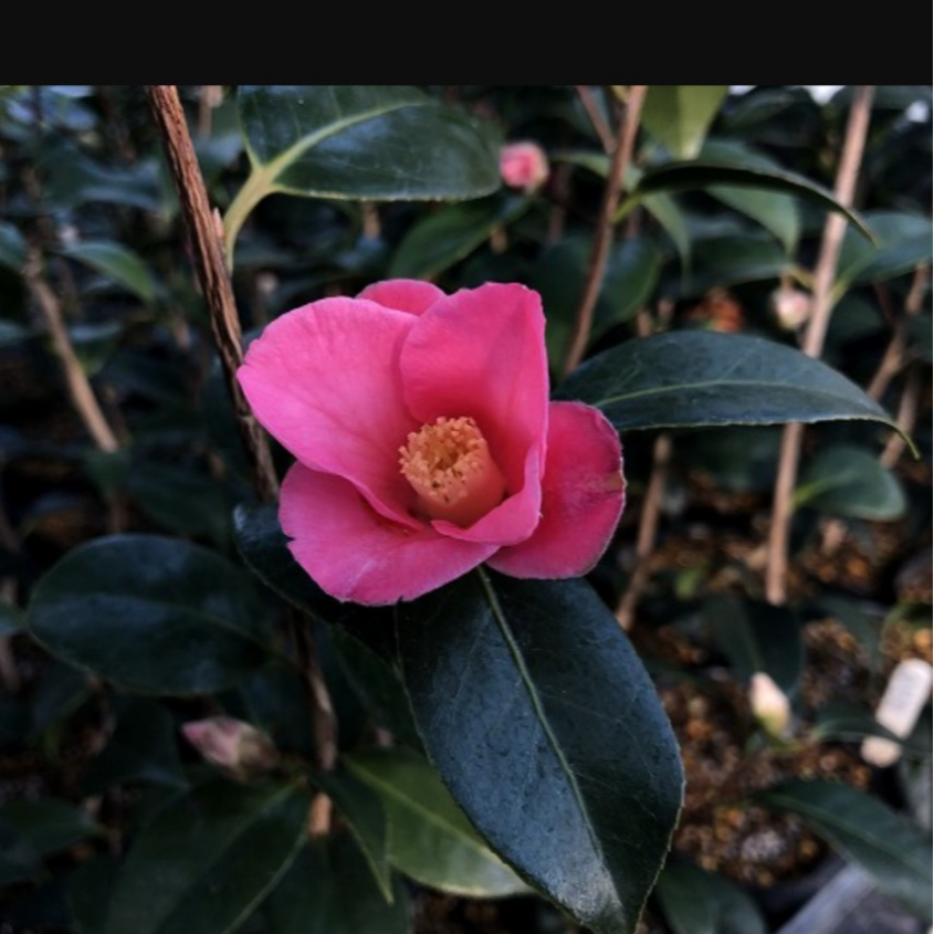 椿【紅侘助】淡いピンクが美しい小輪 猪口咲き 茶花 2/13現在蕾