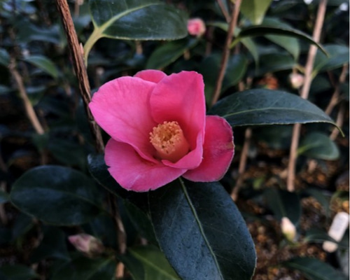椿【紅侘助】淡いピンクが美しい小輪 猪口咲き 茶花 2/13現在蕾