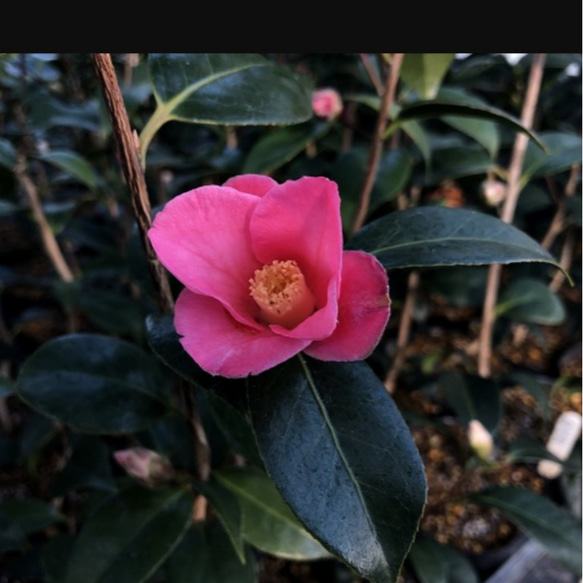 ツバキ | 桐野 秋豊 |本 | 通販 | Amazon