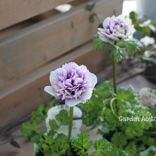 アネモネ*パステルダブル*色分け販売* その他インテリア雑貨 Garden 