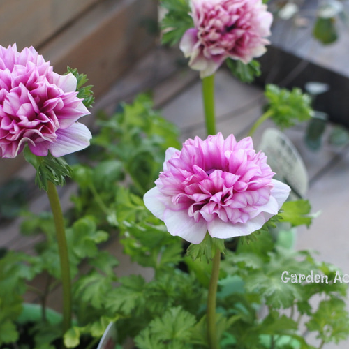 ③ぐでたま  様  ♡anemone♡pink ③ぐでたま 様 ♡anemone♡pink（アネモネ*パステルダブル