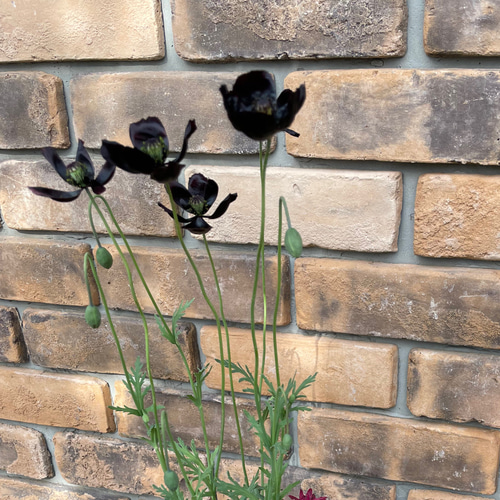 花苗＊黒花ポピー「ブラックマジック」 その他素材 Comu＊Garden 通販