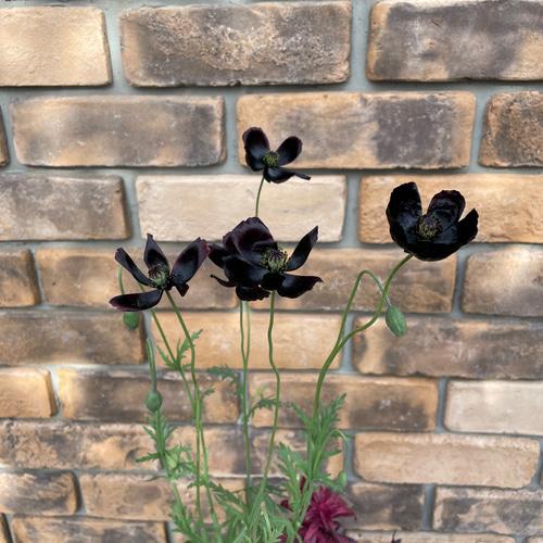 花苗＊黒花ポピー「ブラックマジック」 その他素材 Comu＊Garden 通販