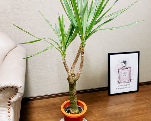 ［現品］【希少】ユッカ 斑入り 観葉植物 大型 かっこいい 上品 ...