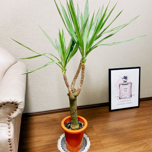 ユッカ 大型 観葉植物 希少