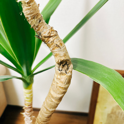 現品］ユッカ 観葉植物 大型 室内 8号 かっこいい プラスチック