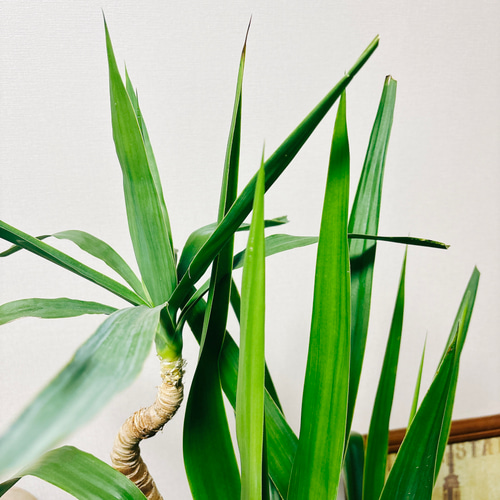 現品］ユッカ 観葉植物 大型 室内 8号 かっこいい プラスチック