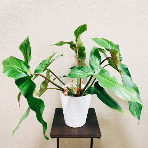 現品］【※超希少※】【一点限り】フィロデンドロン メキシカナム