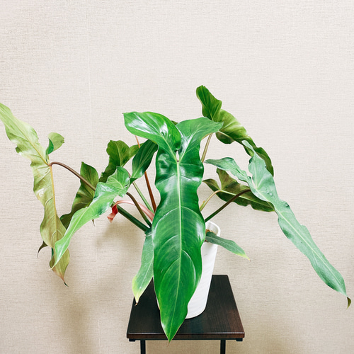 現品］【※超希少※】【一点限り】フィロデンドロン メキシカナム 観葉