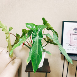 91674abba11390a0a80c84b4784aa6