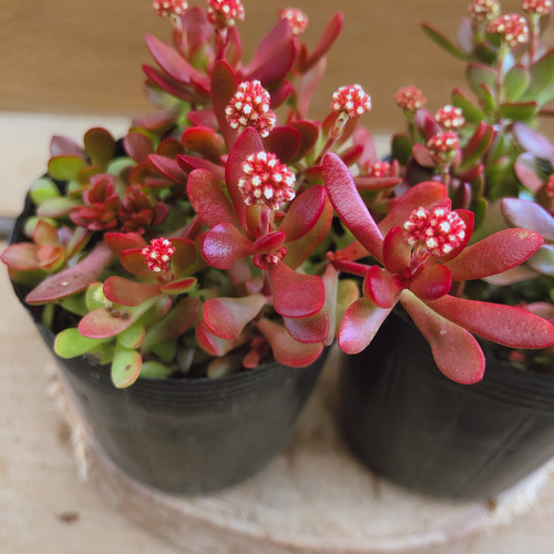 多肉植物 クラッスラ 紅稚児 2ポットset 多肉植物 plant life