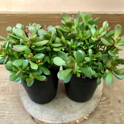 中型多肉植物 緑と赤のグラデーション*5 0_3483dc47e4ecf0d85110ebd8327d