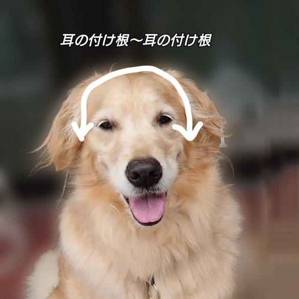 【秋冬】 犬の帽子 耳出しキャップ☆リボン&ポンポン付き 9枚目の画像