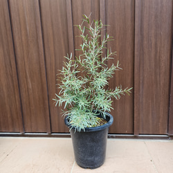 レプトスペルマム　シルバーティーツリー　鉢植え　カラーリーフ　植栽　ガーデ二ング 5枚目の画像