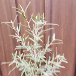 再販♡レプトスペルマム　シルバーティーツリー　鉢植え　カラーリーフ　植栽　ガーデ二ング 3枚目の画像