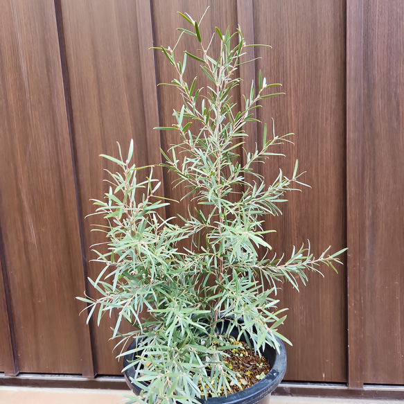 再販♡レプトスペルマム　シルバーティーツリー　鉢植え　カラーリーフ　植栽　ガーデ二ング 4枚目の画像