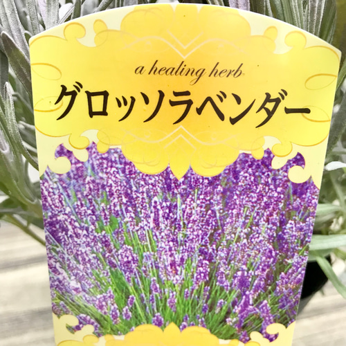大株 ラバンディン系 芳香強 ラベンダー グロッソ 4号ポット その他