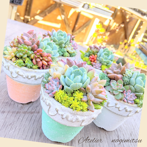 リメイク鉢SS(2号)5set 多肉植物 nagimitsu 通販 15462507