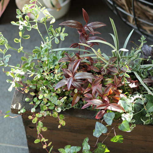 ウッドプランターでカラーリーフ寄せ植え その他インテリア雑貨 ウッドプランターでカラーリーフ寄せ植え その他インテリア雑貨