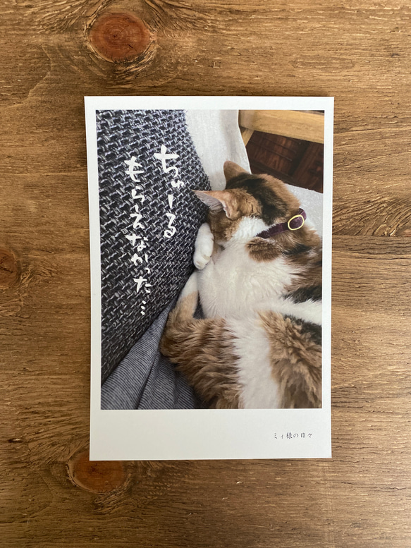 ネコ様の日々ポストカードA 1枚目の画像