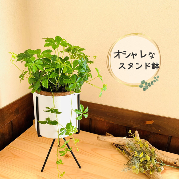 シュガーバイン　スタンド鉢　4号　観葉植物　ギフト　引っ越し　祝い 1枚目の画像